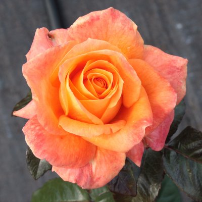 tehybrid Flora Danica ™ (Poulrim), Tehybridros, C4