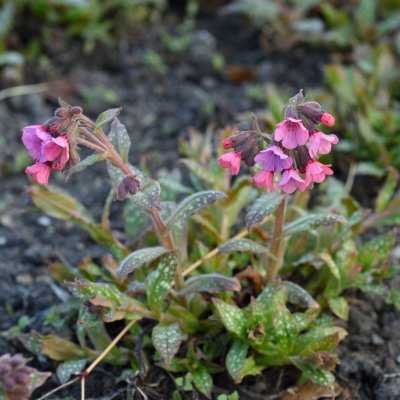 Pulmonaria hybr. Raspberry Splash, Lungört