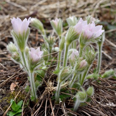 Pulsatilla vulgaris Perlen Glocke, Backsippa, P9cm