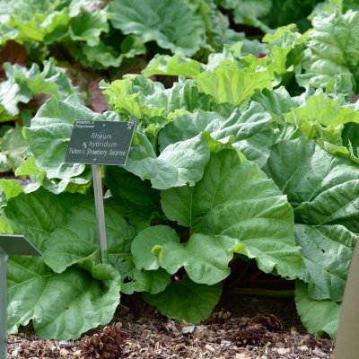 Rheum rhabarbarum Fulton´s Strawberry Surprise, Rabarber / Jordgubbsrabarber, C3
