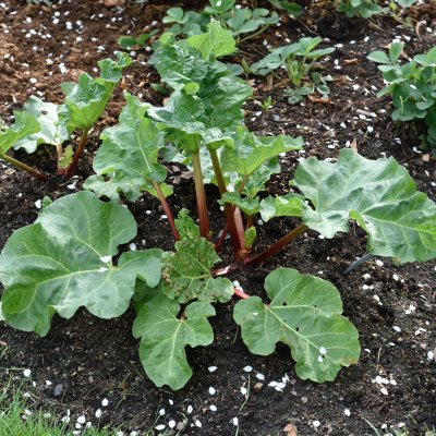 Rheum rhabarbarum Spangsbjerg, Rabarber, C3,5