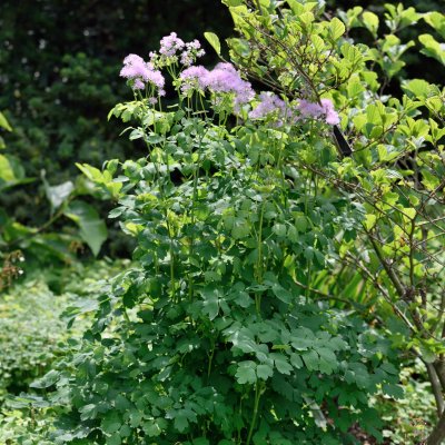 Thalictrum aquilegiifolium, Aklejruta