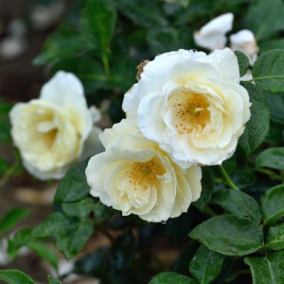 Schneewalzer ® (Tanrezlaw), Klätterros, C4