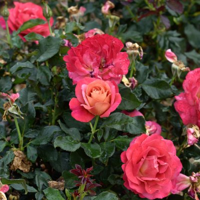 tehybrid Thor Heyerdahl, Tehybridros