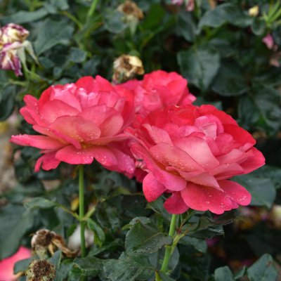 tehybrid Thor Heyerdahl, Tehybridros