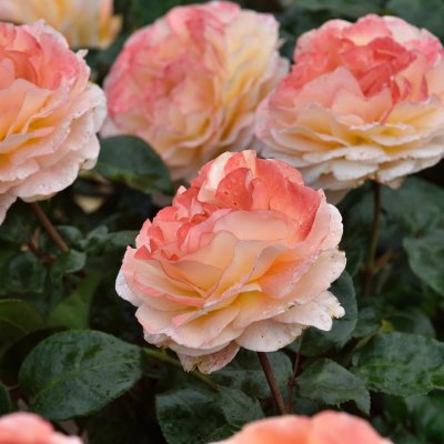 Rosa tehybrid Bitten Clausen ® (Scented Memory)