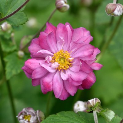 Anemone x hybrida Carmen