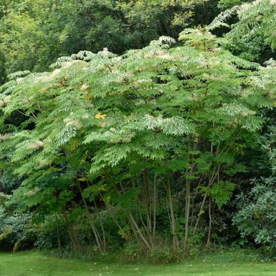 Aralia elata, Parkaralia