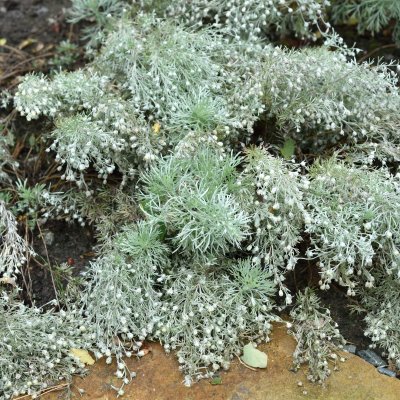 Artemisia schmidtiana Nana, Japansk Malört / Krypmalört
