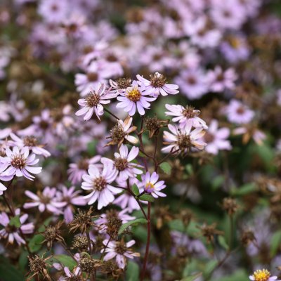 Aster ageratoides Harry Smith