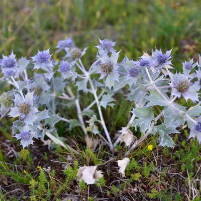 Eryngium maritimum, Martorn, P9cm