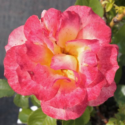 floribunda Fellowship (Harwelcome), Floribundaros, C4