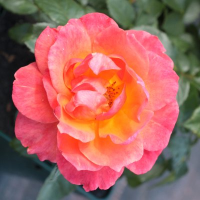 floribunda Fellowship (Harwelcome), Floribundaros, C4