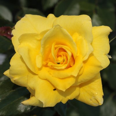 floribunda Sunsprite (Friesia, Korresia), Floribundaros, C4