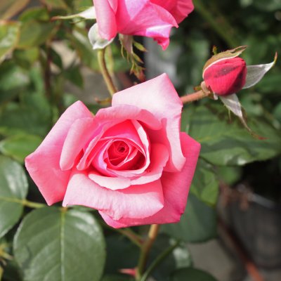 floribunda Sofiero ™ (Poulsak), Floribundaros, C4
