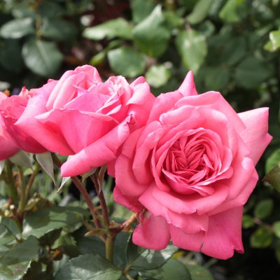 floribunda Sofiero ™ (Poulsak), Floribundaros, C4