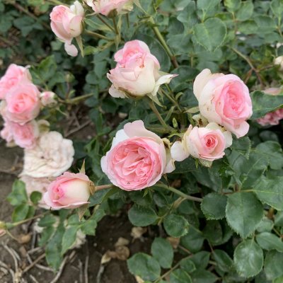 Rosa Mini Eden Rose ®