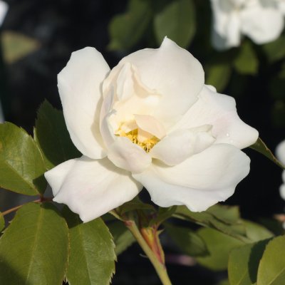 Morden Snowbeauty, Kanadensisk Buskros, C4