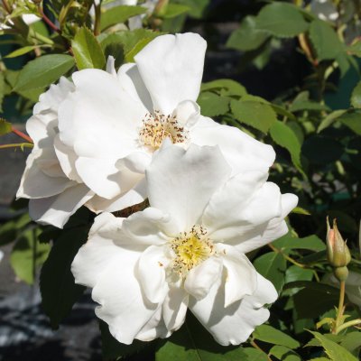 Morden Snowbeauty, Kanadensisk Buskros, C4