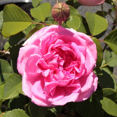austin Gertrude Jekyll ® (Ausbord), Engelsk Buskros, C6