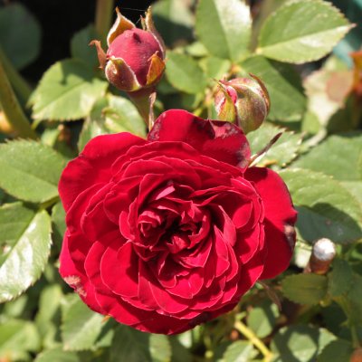 Rosa Velvet Cover ®