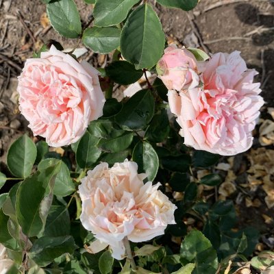 odorata Gloire de Dijon, Teros/Klätterros, C4