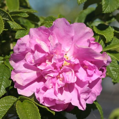 Rosa rugosa Gryts Bruk
