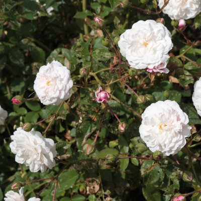 sempervirens White Pet (Little White Pet), Marktäckarros, C4