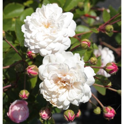 sempervirens White Pet (Little White Pet), Marktäckarros, C4