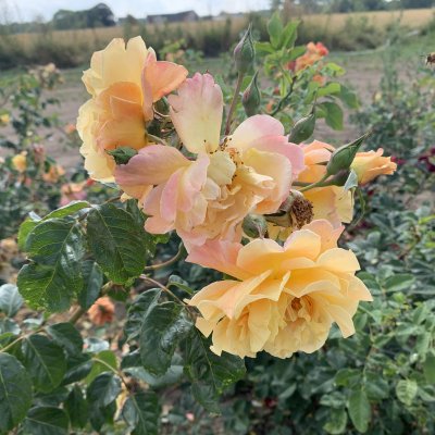 Kordes Moonlight ®, Klätterros