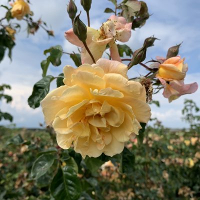 Kordes Moonlight ®, Klätterros