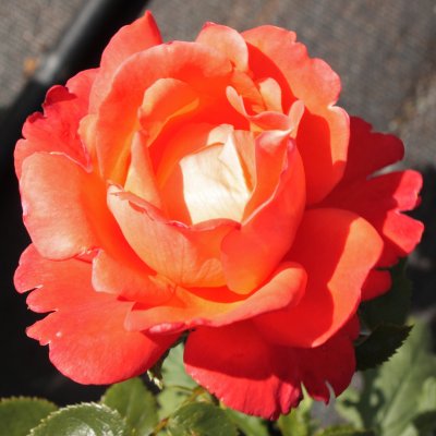 Rosa tehybrid Alexander ®