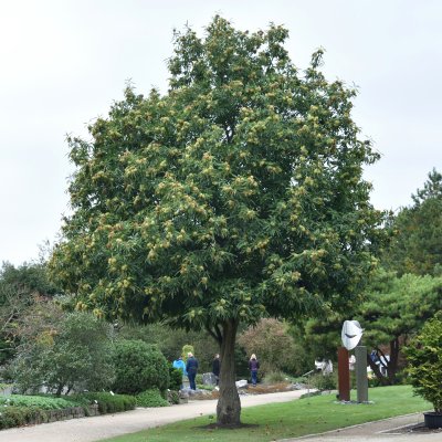 Castanea sativa, Äkta Kastanj, 60-80 C6