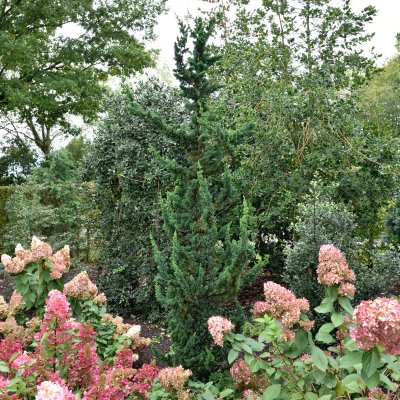 Ädelcypress