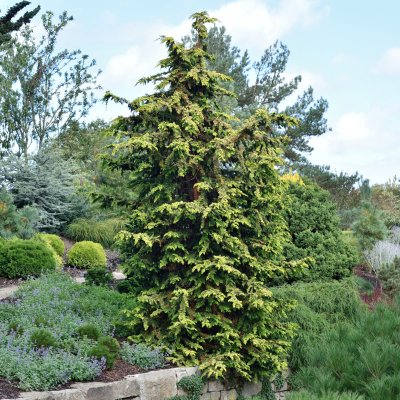 Chamaecyparis obtusa Fernspray Gold