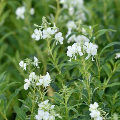 Chamaenerion (Epilobium) angustifolium Album, Rallarros