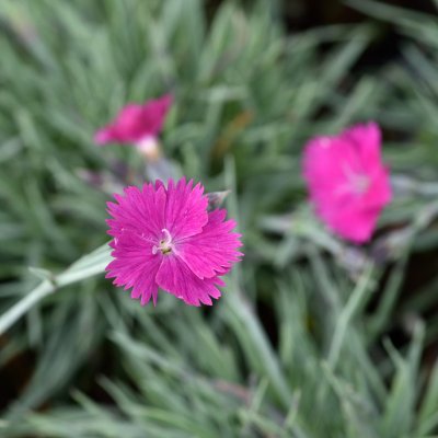 Dianthus gratianopolitanus Feuerhexe (Firewitch)