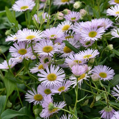 Erigeron glaucus Fru Frida Lindström, Strandbinka