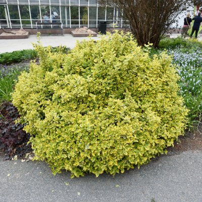 Euonymus fortunei Emerald´n Gold, Guldbenved