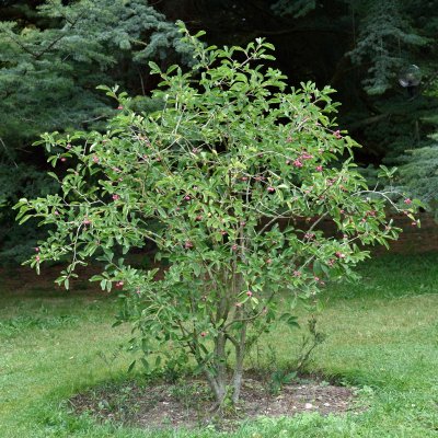Euonymus phellomanus, Kinesisk Vingbenved