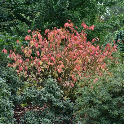 Euonymus planipes, Körsbärsbenved