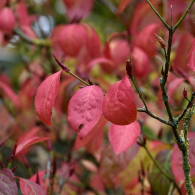 Euonymus planipes, Körsbärsbenved