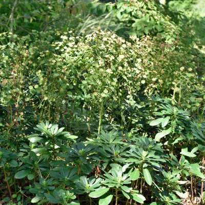Euphorbia amygdaloides subsp. robbiae