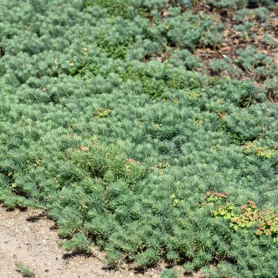 Euphorbia cyparissias Clarice Howard, Vårtörel, P9cm