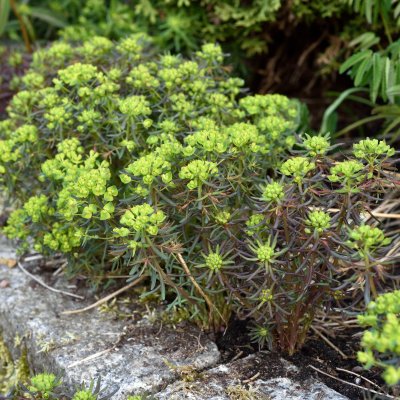 Euphorbia cyparissias Clarice Howard, Vårtörel, P9cm