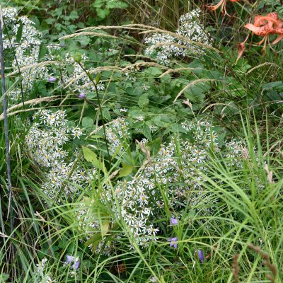 Eurybia (Aster) divaricata Tradescant, Skogsaster