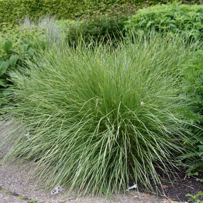Festuca mairei, Atlassvingel