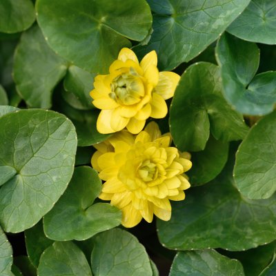 Ficaria verna Flore Pleno