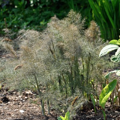 Foeniculum vulgare Purpureum
