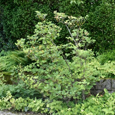 Fothergilla major, Stor Häxal